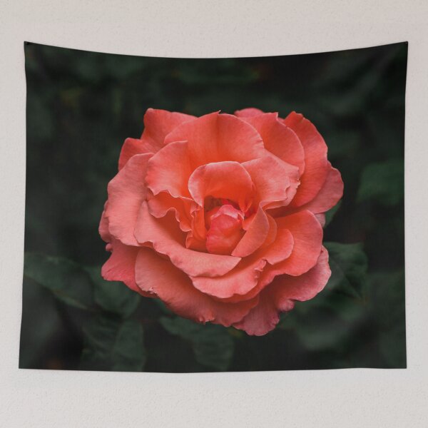 Item preview, Touch of Class hybrid orange rose is blooming designed and sold by Chee Sim.