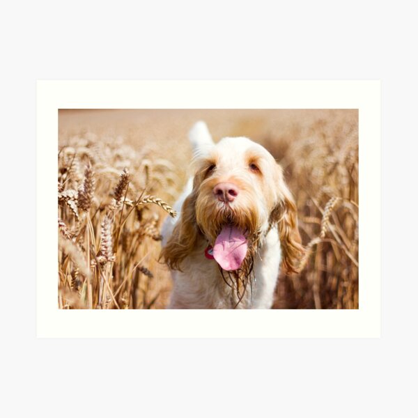 Hot dog summer Spinone Art Print