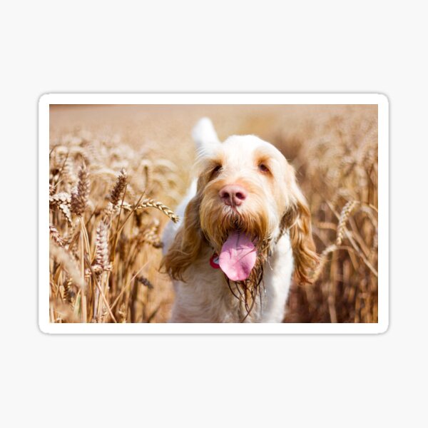 Hot dog summer Spinone Sticker