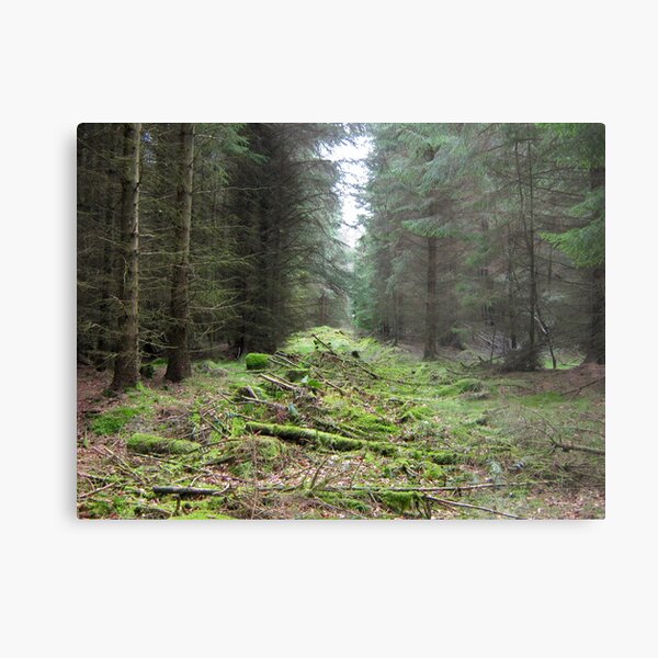 Kielder Forest Metal Print