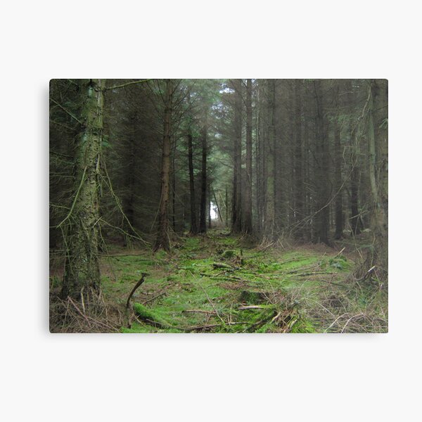 My Kielder Forest photo Metal Print