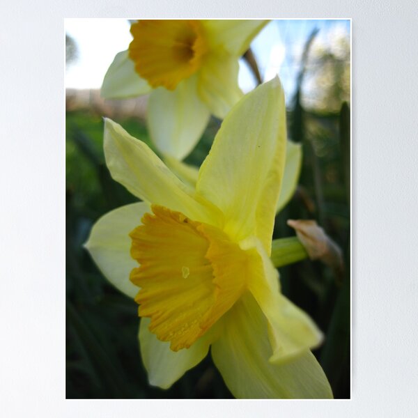 Item preview, Daffies designed and sold by millymuso.