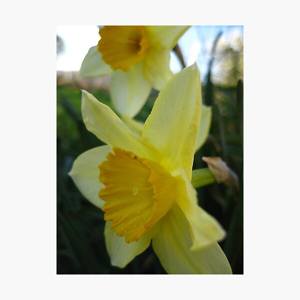 Item preview, Daffies designed and sold by millymuso.