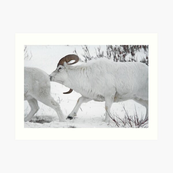Ewe Aint Seen Nothing Yet Art Print