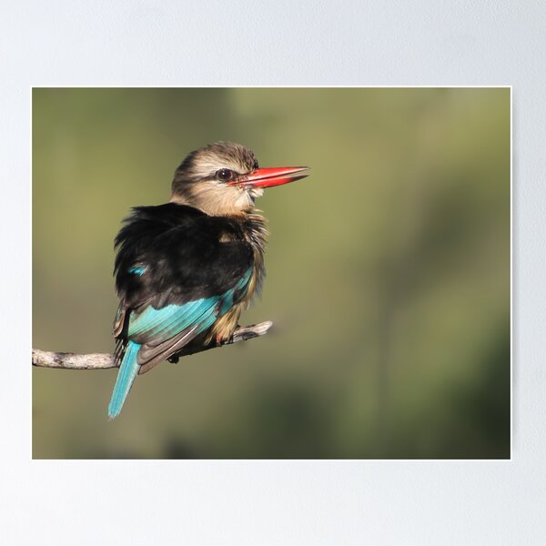 Item preview, Brown hooded Kingfisher designed and sold by ajay2011.