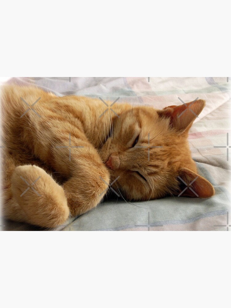 Ginger Cat Sleeping by FrankieCat