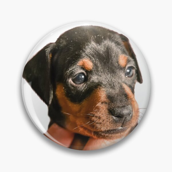 Item preview, Black puppy in hand designed and sold by lena-maximova.