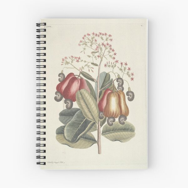 Item preview, The Cashew Tree Vintage Botanical Print by Mark Catesby, 1777 designed and sold by Vintage Wall Art.