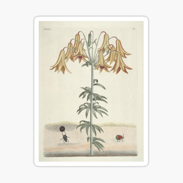 Item preview, Canada Lily and Dung Beetle Vintage Botanical Print by Mark Catesby, 1777 designed and sold by Vintage Wall Art.