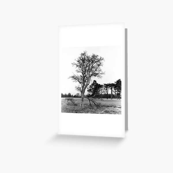 Broken Tree and Bridge, Phoenix Park, Dublin Greeting Card