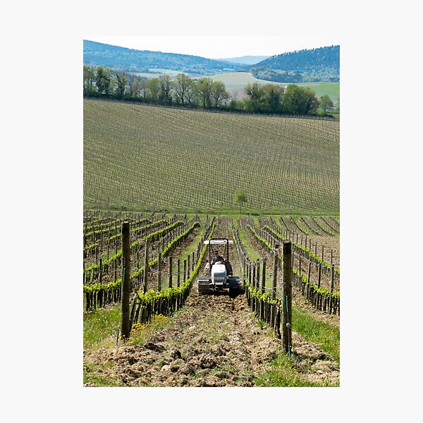 Item preview, tractor between the grapevines designed and sold by Anne Scantlebury.