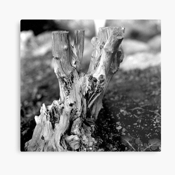 Metal Print