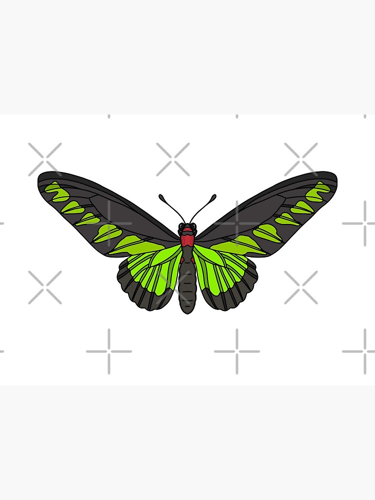 Rajah Brooke S Birdwing Art Board Print By Mbrogden Redbubble