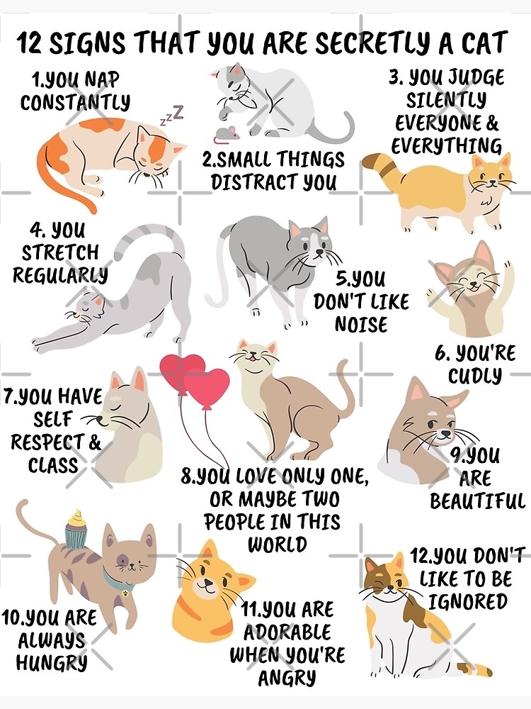 12 Signs That You Are Secretly a Cat Home Decor Accessories Notebooks Mugs  Crazy Cat Lady Gifts  Photographic Print for Sale by neotrend