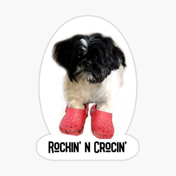 Dog Wearing Crocs Gifts & Merchandise for Sale | Redbubble