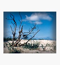 Desolate Photographic Print