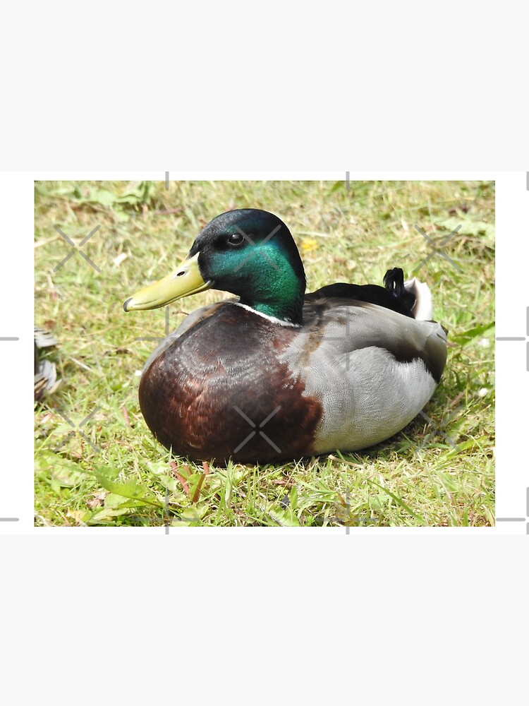Mallard Duck by tribbledesign
