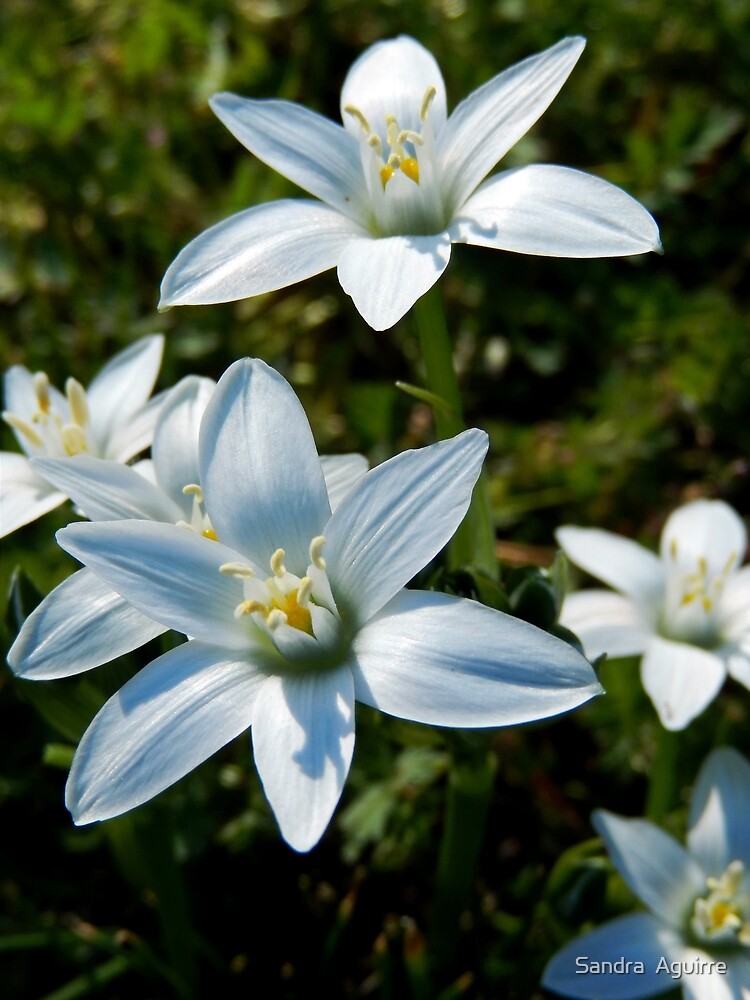 STAR OF BETHLEHEM FLOWERS IN THE FIELD By Sandra Aguirre Redbubble   Flat,1000x1000,075,f.u7 