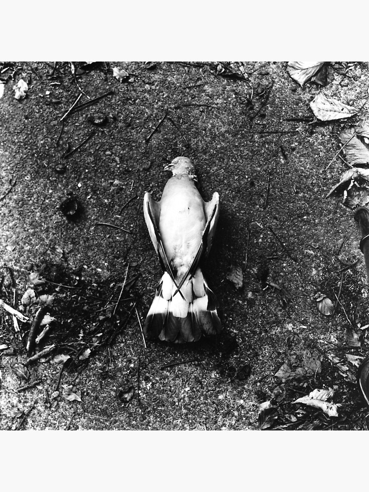 He was already dead, I promise. Phoenix Park, Dublin by davekennedy