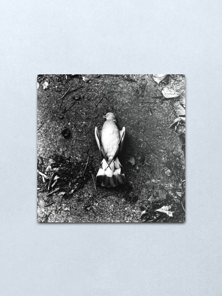 Alternate view of He was already dead, I promise. Phoenix Park, Dublin Metal Print