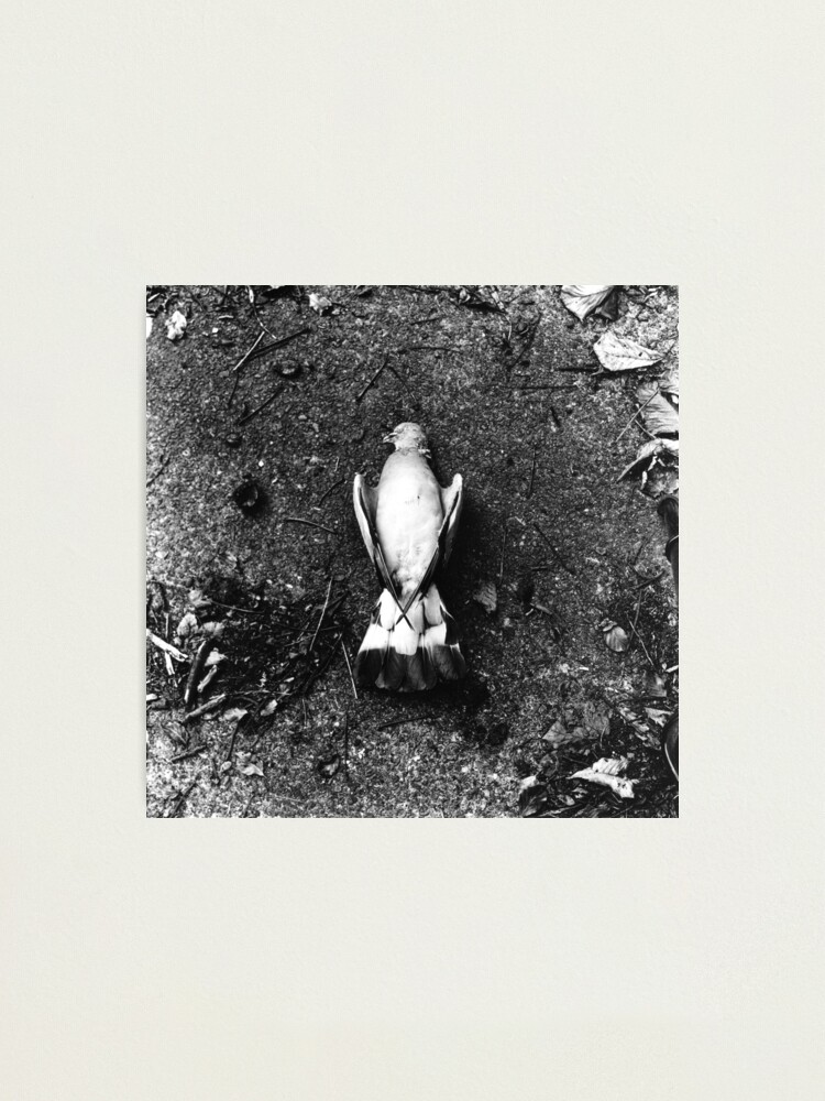 Alternate view of He was already dead, I promise. Phoenix Park, Dublin Photographic Print