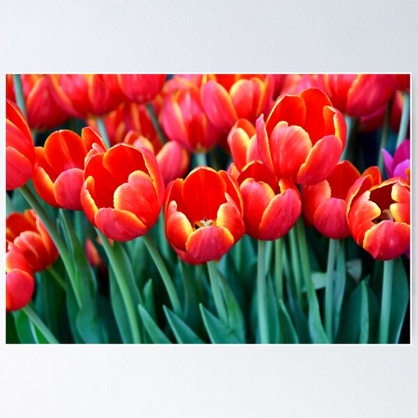 Red Tulips Wall Mural  Buy online at Europosters