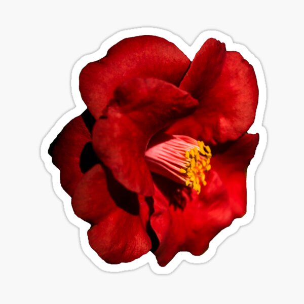 Camellia Flower Sticker – CJ's Sticker Shop