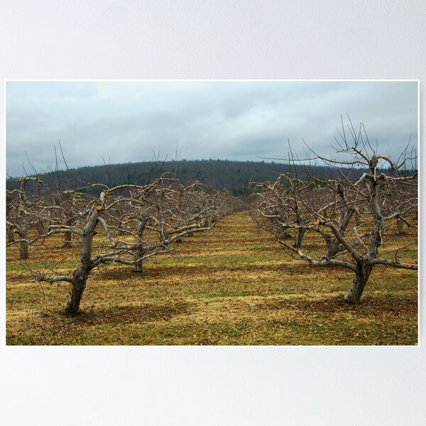 Item preview, The Apple Orchard designed and sold by John  Kapusta.