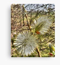 Catkin Canvas Print