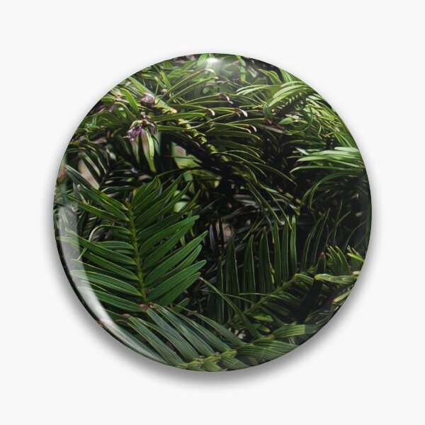 Wollemi Pine, the 'living fossil' tree of Australia Pin