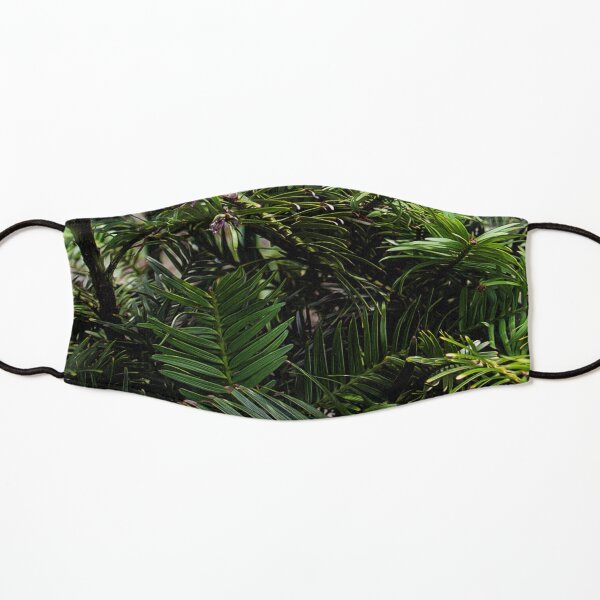 Wollemi Pine, the 'living fossil' tree of Australia Kids Mask