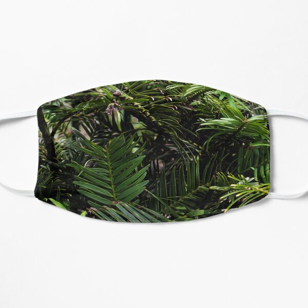 Wollemi Pine, the 'living fossil' tree of Australia Small Mask