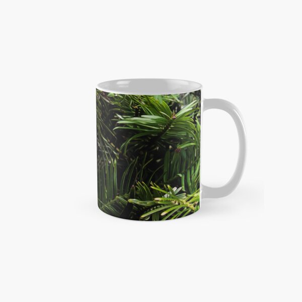 Wollemi Pine, the 'living fossil' tree of Australia Classic Mug