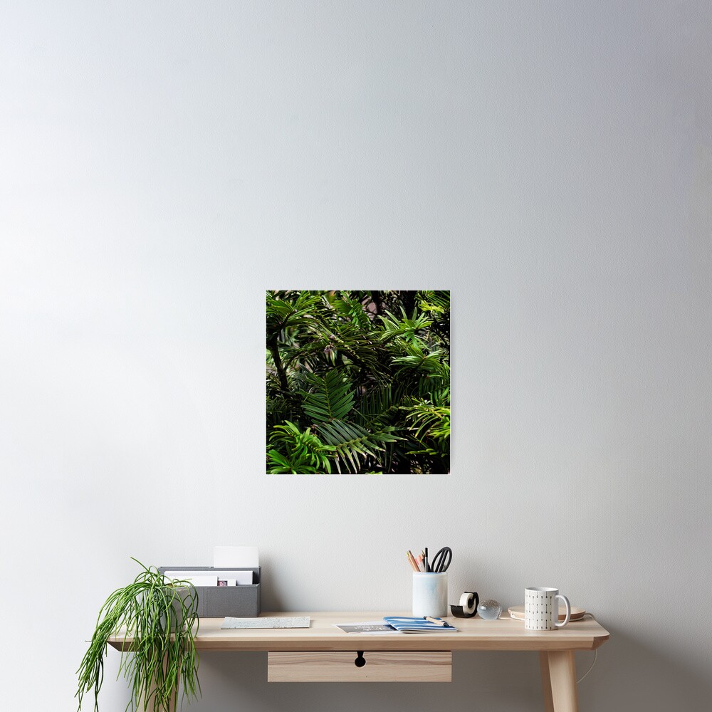 Wollemi Pine, the 'living fossil' tree of Australia Poster