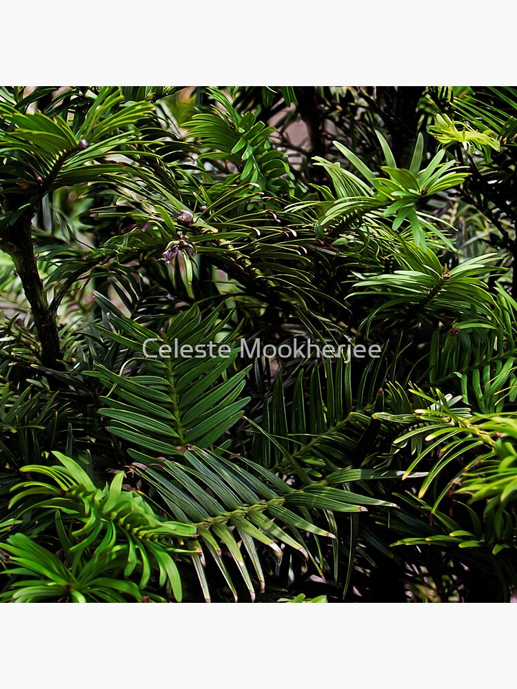 Wollemi Pine, the 'living fossil' tree of Australia by celestem