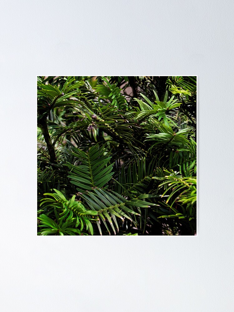 Alternate view of Wollemi Pine, the 'living fossil' tree of Australia Poster