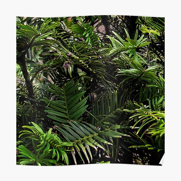 Wollemi Pine, the 'living fossil' tree of Australia Poster