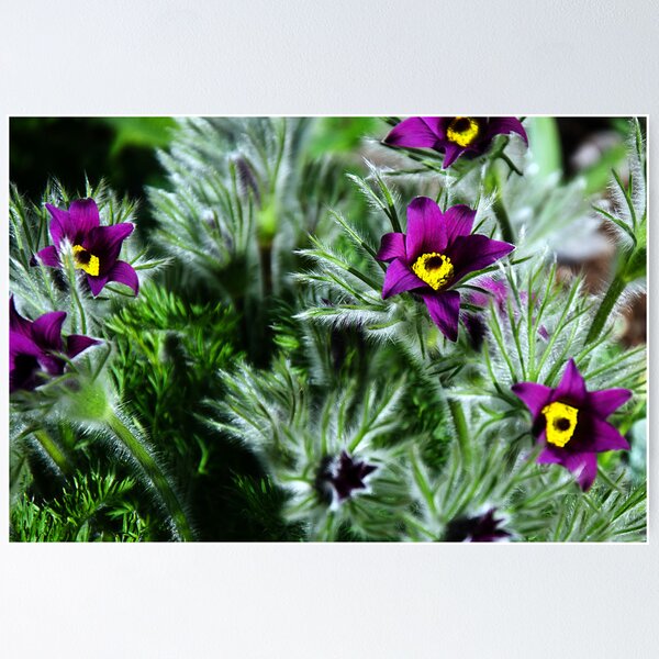 Item preview, Pulsatilla Vulgaris designed and sold by Dorset Girl.
