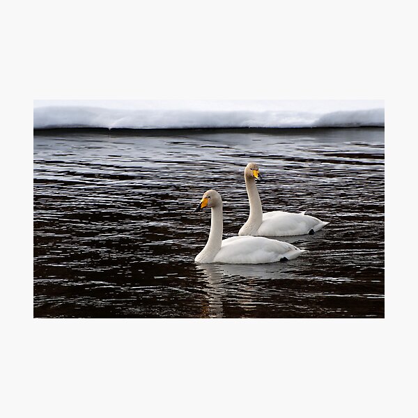 Item preview, Whooper swans designed and sold by ilpo laurila.