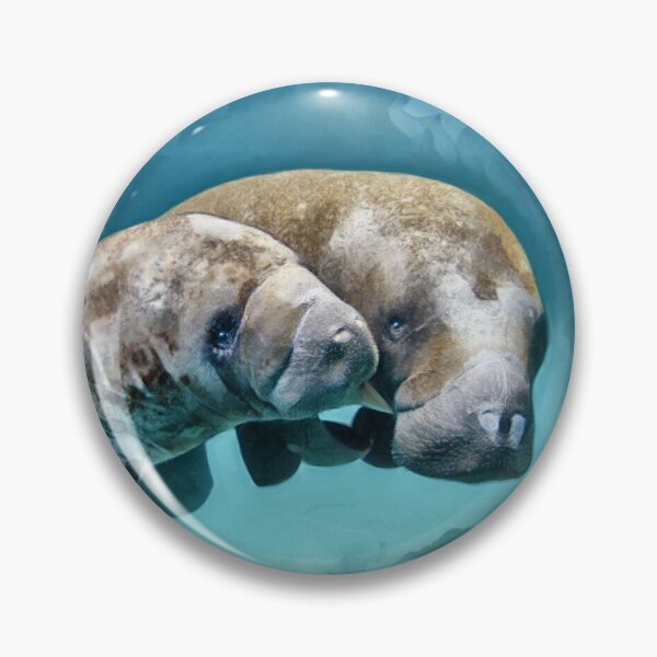 Manatees Swimming Pin