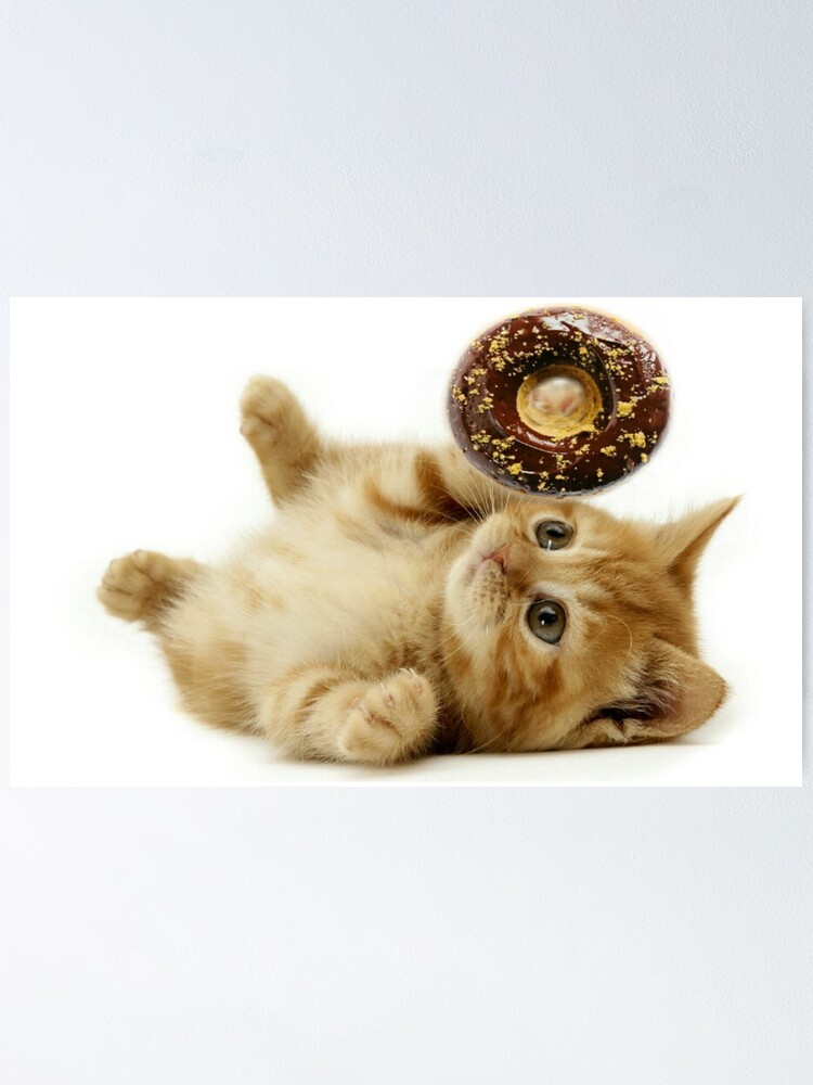 doughnut kitten