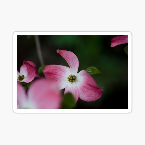 "The Pink" Sticker
