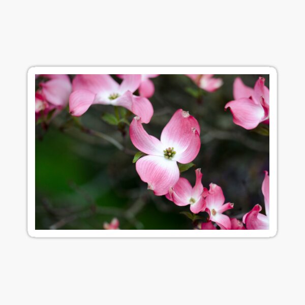 "A memory of lovely" Sticker