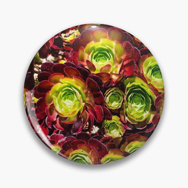 Item preview, Aeonium designed and sold by Thaddeus Zajdowicz.