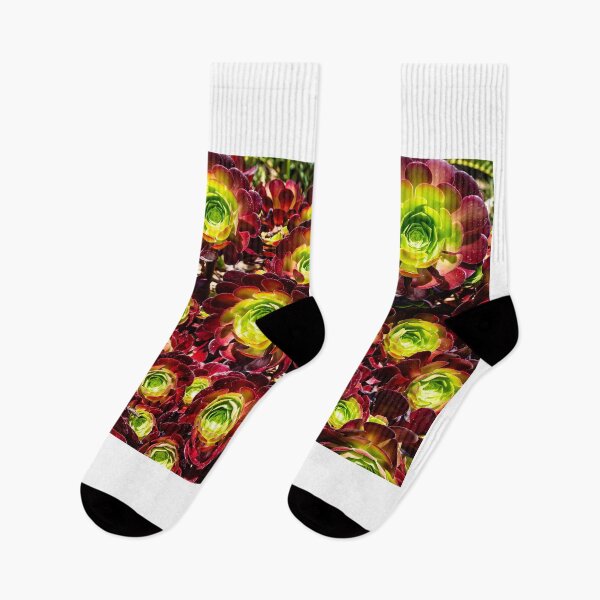 Item preview, Aeonium designed and sold by Thaddeus Zajdowicz.
