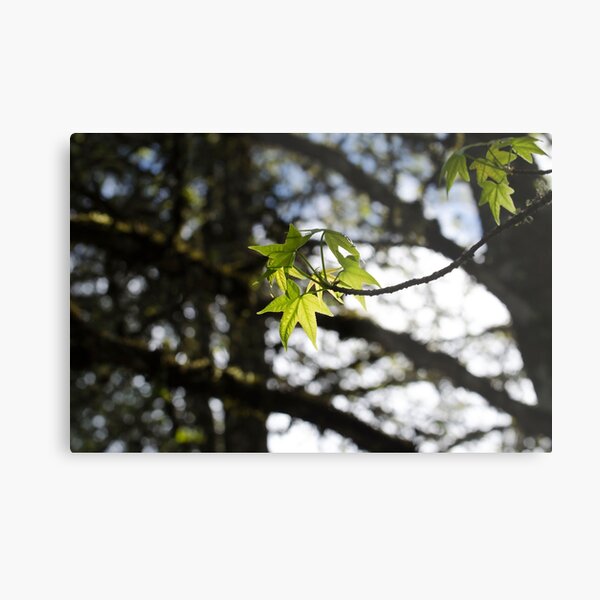 "Light in the Forest" Metal Print