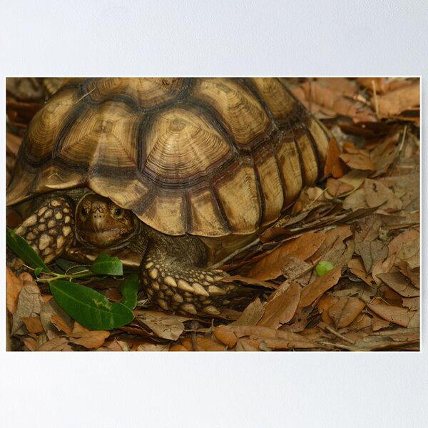 Item preview, gopher turtle designed and sold by Margaret Shark.