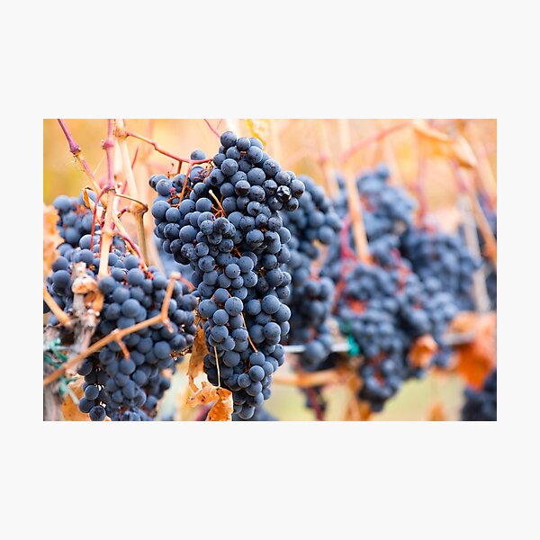 Item preview, Shiraz Grapes designed and sold by Kevin Miller Photography.