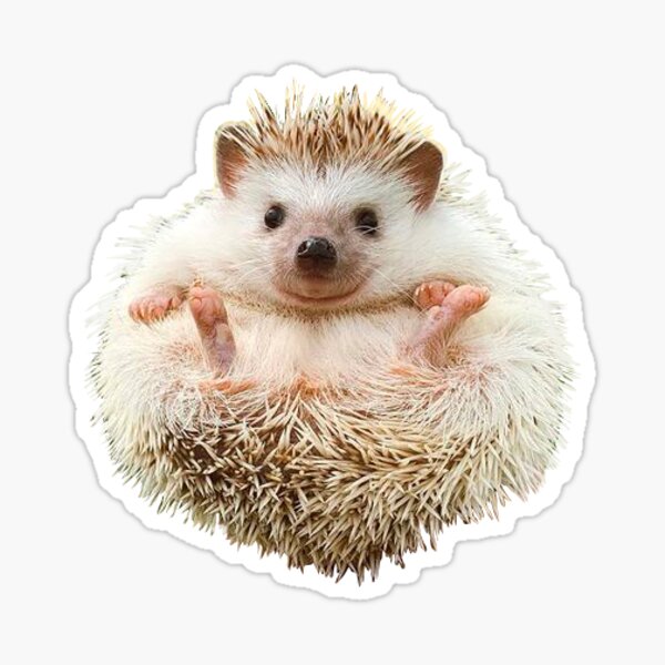 Hedgehog Sticker