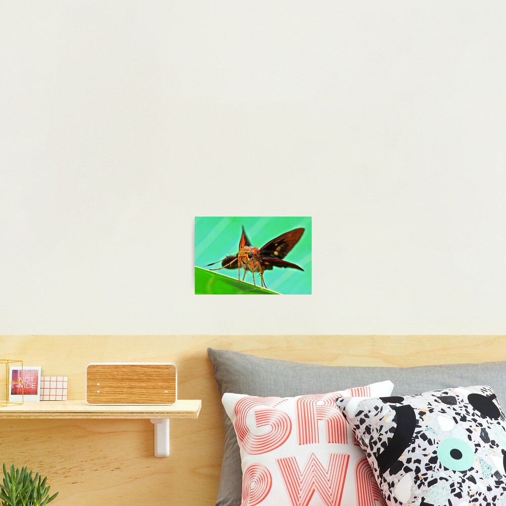 Vista previa del artículo con la obra «Lámina fotográfica», diseñado y vendido por Coloursofnature.